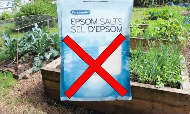 Sac de sel d'Epsom barré d'une croix rouge. Le texte indique que le sel d'Epsom n'est pas utile pour le jardin, contredisant la croyance populaire. Attention aux sels d'Epsom danger pour votre jardin.