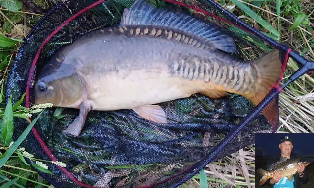 Duży karp w podbieraku, idealny na rybne ciasto. W małym okienku widać wędkarza z podobnym okazem.