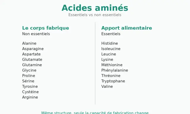 Tableau comparant les acides aminés essentiels et non essentiels. Le corps fabrique les non essentiels, tandis que les essentiels proviennent de l'apport alimentaire.
