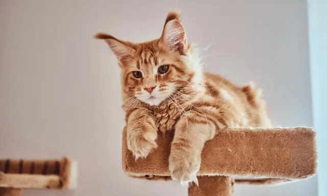 Rudy kot Maine Coon, którego wiek można ocenić po jego młodzieńczym spojrzeniu, leży na drapaku.