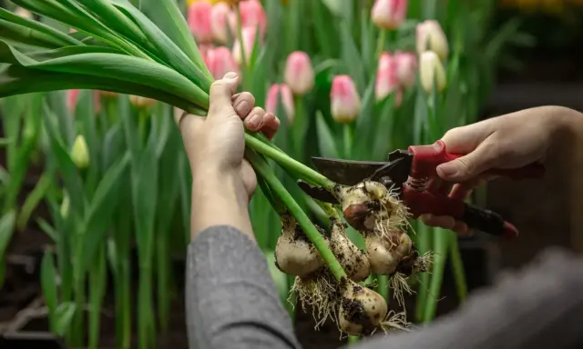 Ręce przycinają cebulki tulipanów, przygotowując je do sadzenia. W tle kwitnące różowe i żółte tulipany. Idealny czas, kiedy sadzić tulipany, to jesień.