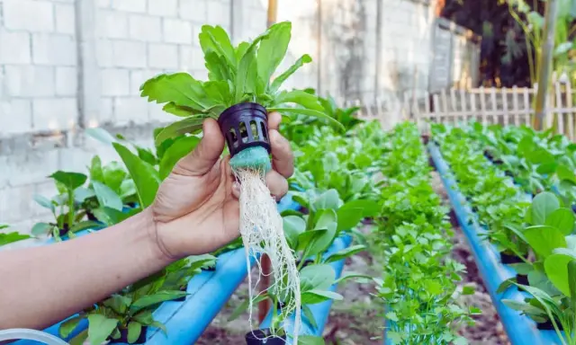 Main d'une personne tenant une plante avec de longues racines, dans un système de cycle d'arrosage hydroponie.