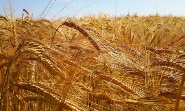Golden barley field under a blue sky. This image evokes the feeling of summer and the question of when to plant barley for a bountiful harvest.