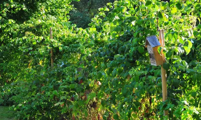 Un nichoir à insectes sur un tuteur en bois, une belle idée tuteur framboisier pour un jardin fleuri et accueillant.