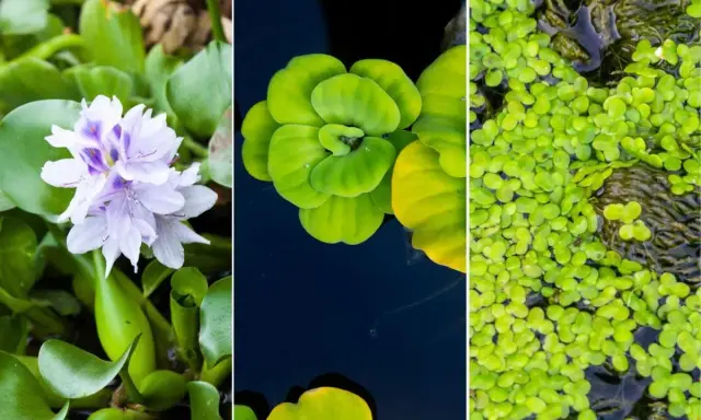 Tres tipos de plantas de estanque: jacinto de agua con flor lila, lechuga de agua verde y lentejas de agua.
