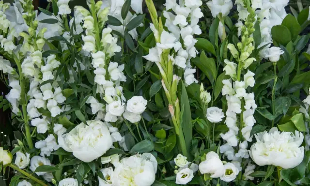 Białe kwiaty, w tym piwonie i mieczyki, tworzą bujną kompozycję.
