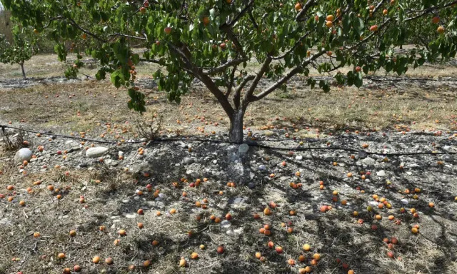 Un abricotier porte des fruits, mais combien de temps pour en avoir ? Ici, des abricots tombés jonchent le sol sec.