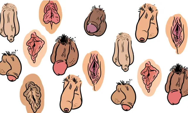 Różnorodne, rysunkowe przedstawienia męskich narządów płciowych, w tym owłosiony penis, w różnych pozach i stylach.