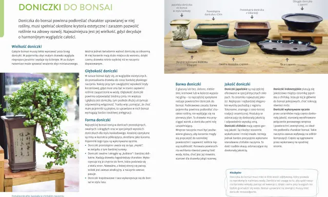 Bonsai ogrodowe w Polsce: Mrozoodporne gatunki i sekrety pielęgnacji