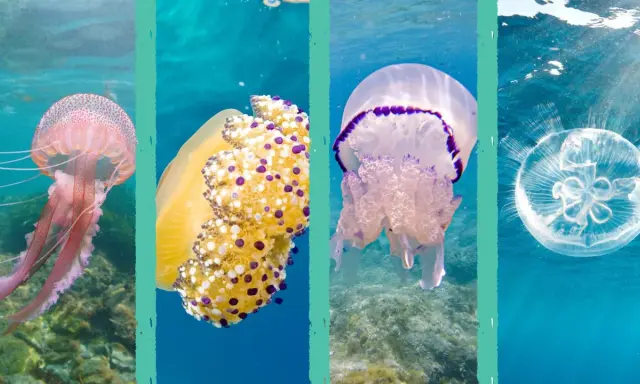 Quattro meduse mare colorate e trasparenti nuotano in acque azzurre.