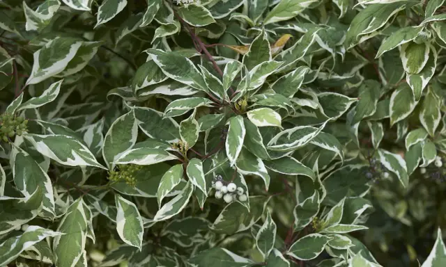 Liście dereń biały Elegantissima z zielono-białym obrzeżeniem, w tle zielone owoce.