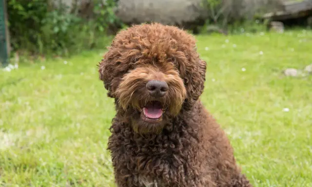 En glad, lockig brun hund, en perfekt allergifri hund, sitter i gräset och flämtar.