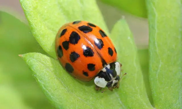 A multicolored Asian lady beetle rests on a vibrant green leaf, its orange shell dotted with black spots.