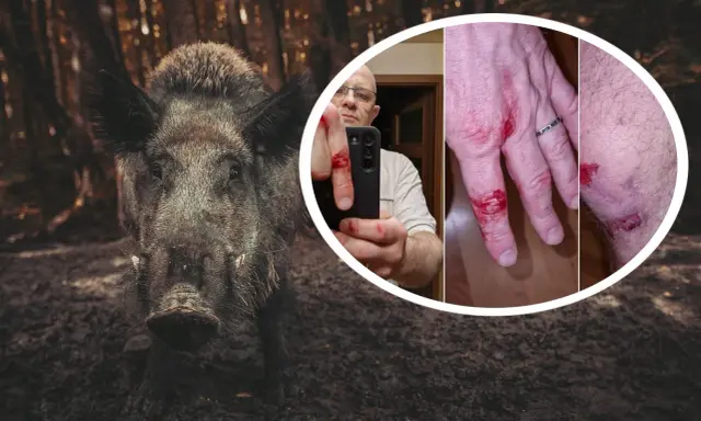 Dziki na osiedlu: Co robić, by było bezpiecznie? Ekspert radzi