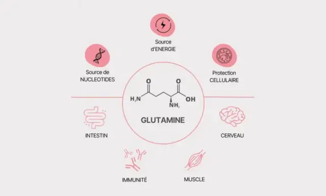 Schéma illustrant les multiples bienfaits de la glutamine : source d'énergie, protection cellulaire, soutien intestinal, immunitaire, musculaire et cérébral.