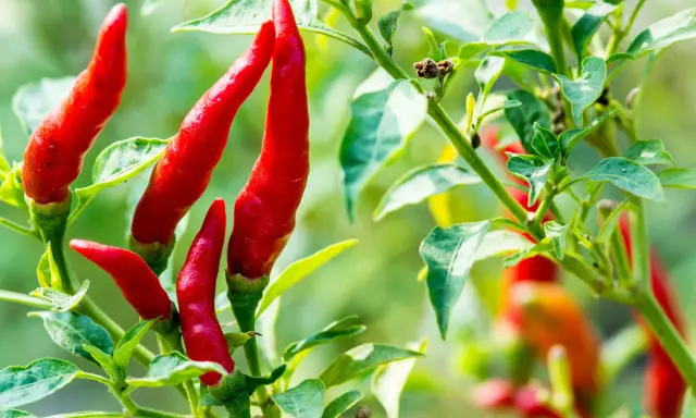 Des piments rouges vifs sur une tige verte. Pour savoir si un piment est mûr, observez sa couleur vive et sa fermeté.