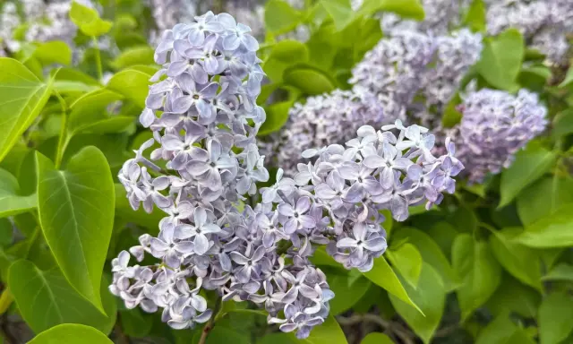 Vackra syrener blommar i lila nyanser, omgivna av gröna blad. En doft av vår i luften.