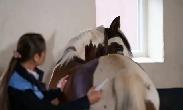 Eine Frau untersucht das Bein eines Pferdes, um eine mögliche Trittverletzung zu behandeln.