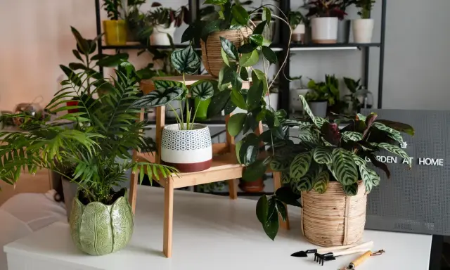 Un coin verdoyant avec plusieurs plantes d'intérieur, dont une plante feng shui, créant une atmosphère paisible.