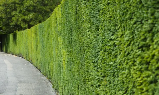 Haie verte et dense longeant un chemin. Idéal pour savoir quand planter une haie 4 saisons.