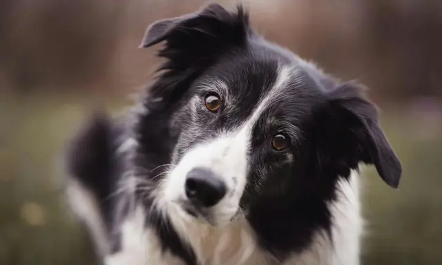 Un border collie au regard intense, prêt pour une alimentation saine et équilibrée.