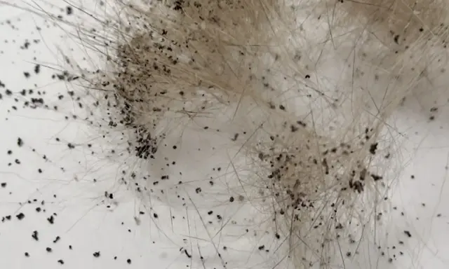 Gros plan sur des déjections de puces, signe d'une piqure puce chien. Ces petits points noirs sur le pelage indiquent la présence de parasites.