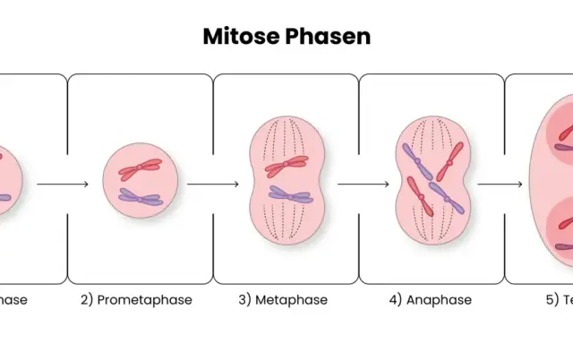 Die Phasen der Mitose: Chromosomen kondensieren, ordnen sich an und trennen sich, um zwei neue Zellen zu bilden.