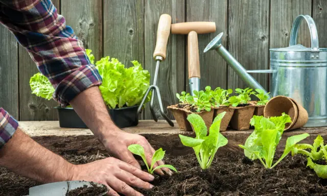 Mains plantant des jeunes pousses de salade dans la terre, avec des outils de jardinage et une arrosoir. Une belle journée pour semer avec la lune.