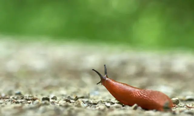 Un escargot qui mange, sa tête levée, explore le chemin caillouteux sous un fond vert flou.