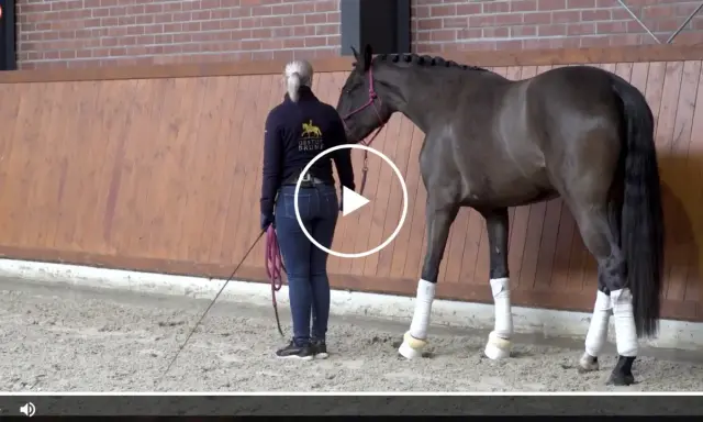 Eine Reiterin mit Gerte und Longe bereitet ein Pferd auf den Reitsport Springen vor.