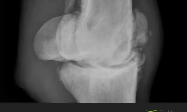 Röntgenbild eines Pferdeknies mit deutlichen Anzeichen von Arthrose. Die Symptome können Lahmheit und Steifheit umfassen.