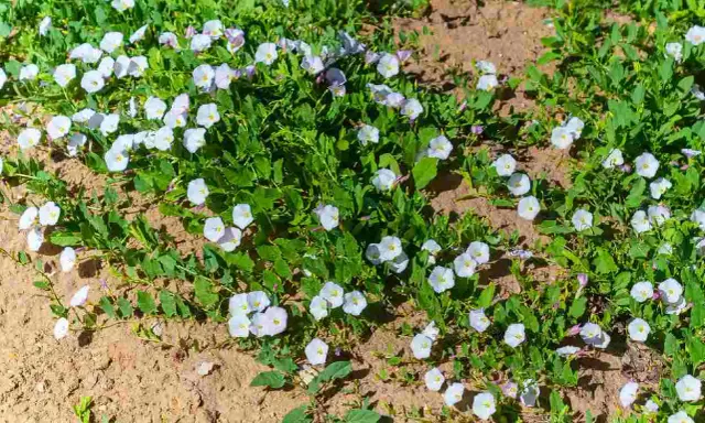 Un champ de liseron blanc envahit le sol. Il faut se débarrasser du liseron avant qu'il ne prenne trop de place.