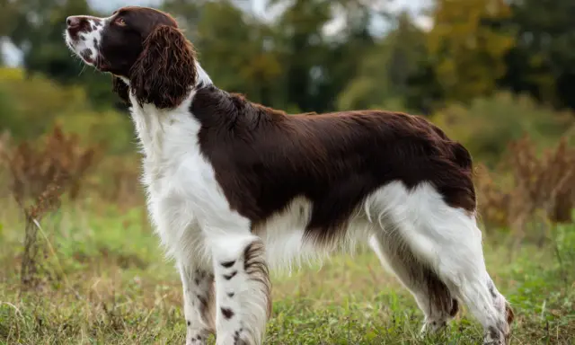 En stolt springer spaniel står i gräset, redo för äventyr.