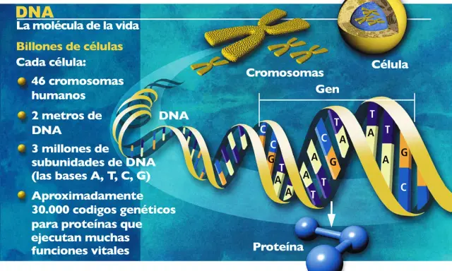 El genoma humano completo se representa con una doble hélice de ADN, cromosomas y una célula, mostrando la base de la vida.