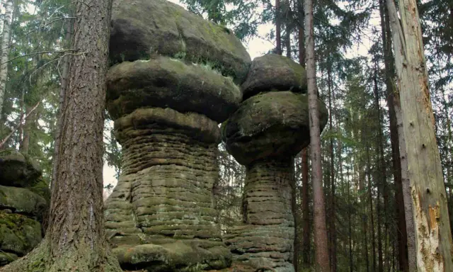 Kamienne grzyby na trasie w Górach Stołowych. Monumentalne formacje skalne w otoczeniu lasu iglastego.