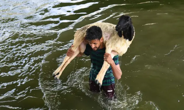 Ein Mann trägt ein Schaf durch Wasser. Dies ist ein Teil davon, wie das Opferfest gefeiert wird.