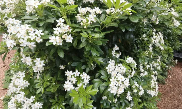 Gros plan sur un oranger du Mexique en pleine floraison, ses grappes de petites fleurs blanches contrastent avec son feuillage vert foncé.