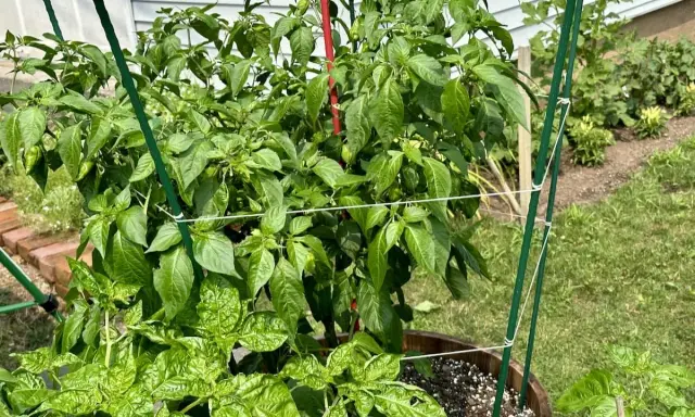 A pepper plant is supported by a trellis, showing that peppers need a trellis for healthy growth and fruit production.