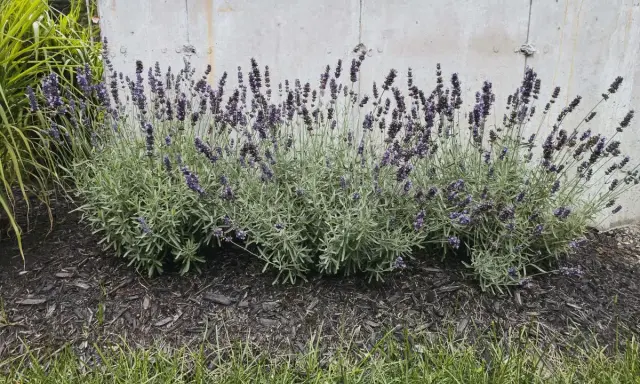 Lavendel blüht üppig vor einer Betonwand. Die Frage "wann Lavendel pflanzen" wird durch diese üppige Pflanze beantwortet: jetzt!