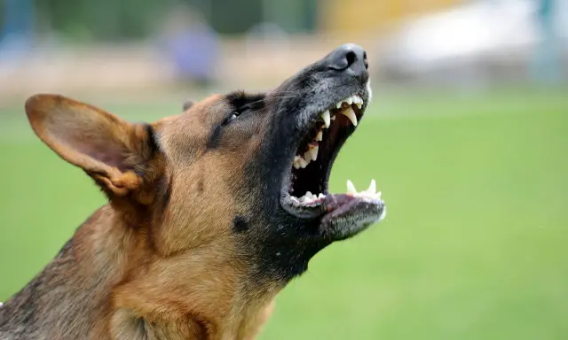 Un berger allemand hurle, montrant ses crocs. Mon chien aboie au moindre bruit, il est très protecteur.