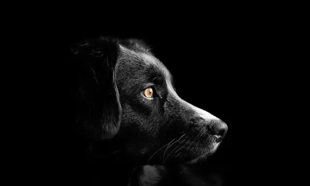 Portrait d'un chien noir aux yeux ambrés, perdu dans le noir. Mon chien est mort, je suis triste.
