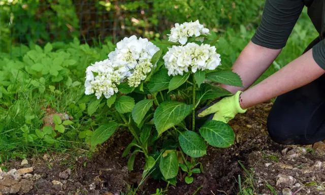 Gärtnerin mit Handschuhen setzt eine blühende weiße Hortensie in die Erde. Das Umpflanzen der Hortensien gelingt gut.