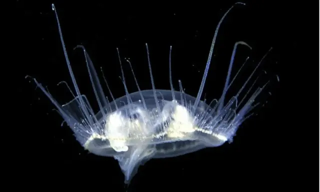 Una medusa trasparente con lunghi tentacoli si muove nell'oscurità. Un'immagine suggestiva di quando ci sono le meduse.