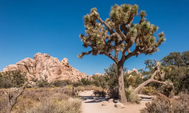 Charakterystyczne drzewo Jozuego na tle skalistego krajobrazu Joshua Tree Park.
