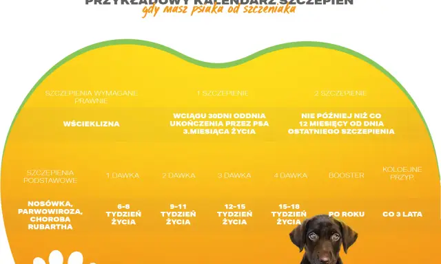 Uroczy piesek, który właśnie przeszedł szczepienie na wściekliznę, patrzy z zaciekawieniem. Kalendarz szczepień dla szczeniąt.