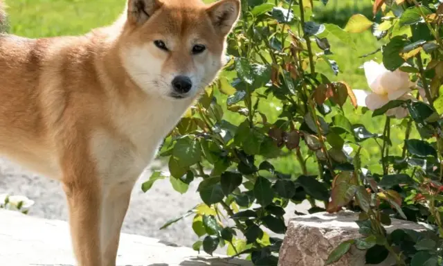 Shiba Inu obok krzewu róż, na którym widać białe kwiaty. Piesek zastanawia się, czy aksamitka jest trująca, ale to róża.