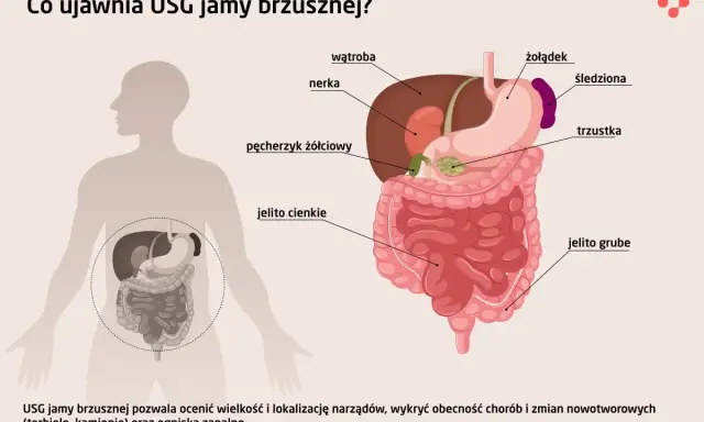 Ilustracja przedstawia narządy jamy brzusznej: wątrobę, żołądek, nerki, trzustkę, jelita, pęcherzyk żółciowy i śledzionę. USG jamy brzusznej pomaga wykryć choroby.