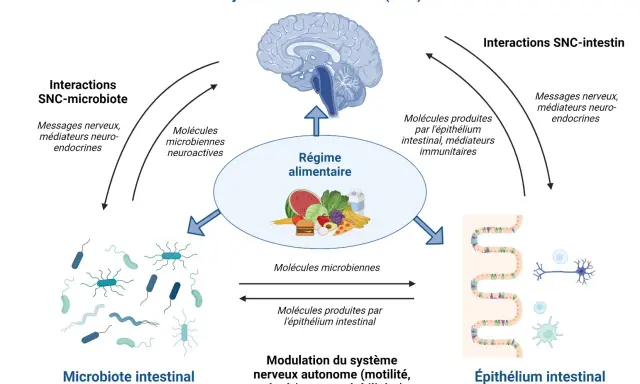 Schéma des interactions entre le système nerveux central, le régime alimentaire, le microbiote intestinal et l'épithélium intestinal, illustrant la communication bidirectionnelle.