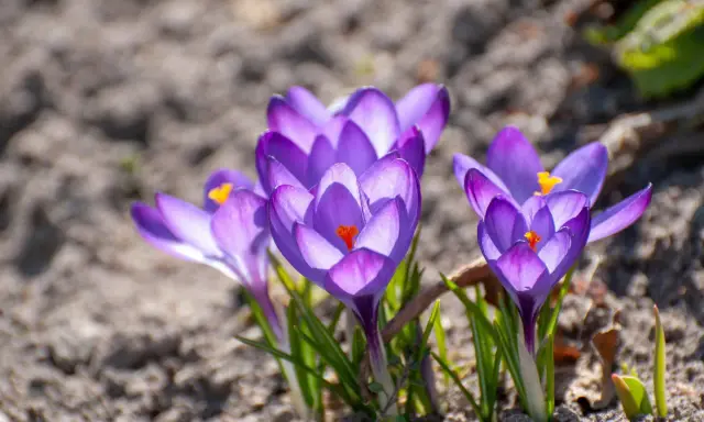 Jak długo kwitną krokusy? Sekrety bujnego kwitnienia!