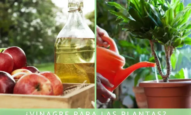 Manos riegan planta con regadera naranja. Al lado, manzanas rojas y botella de vinagre. ¿Vinagre para los geranios?